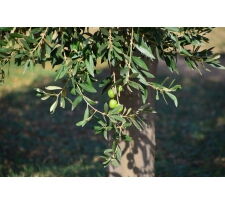 Отдушка "Оливковое дерево "