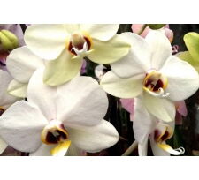 Отдушка "Орхидея "