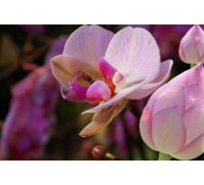 Отдушка "Орхидея и лотос "