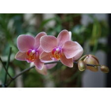 Отдушка "Розовая орхидея" (под заказ)