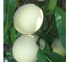 Отдушка "Белый персик "