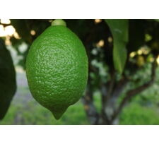 Отдушка "Зеленый лимон "